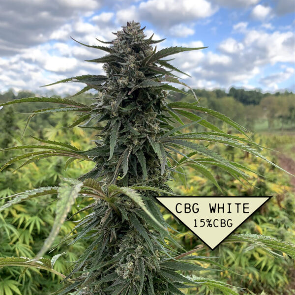 Organically Grown CBG White Cannabis Flower