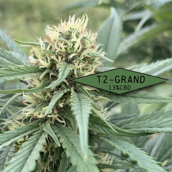 High Potency CBD Hemp Flower T2-Grand Variety